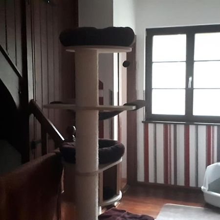 Private Room In Our Home With Free Vvo Ticket & Cats Pirna Exterior foto